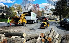 Professional Tree Care in Adams, WI