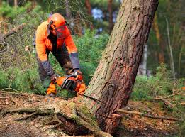 Best Arborist Consultation Services  in Adams, WI