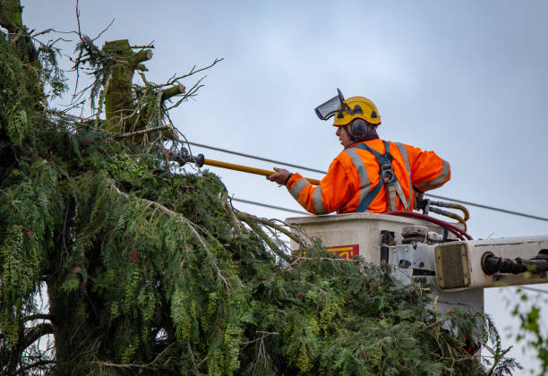 Best Hazardous Tree Removal  in Adams, WI