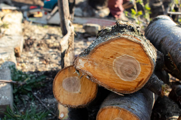  Adams, WI Tree Care Pros