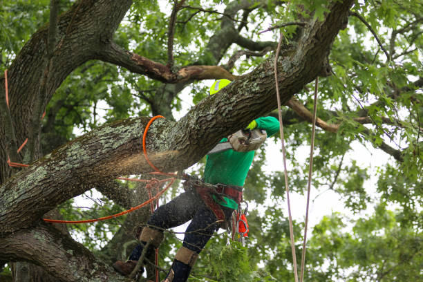 Lawn Pest Prevention in Adams, WI