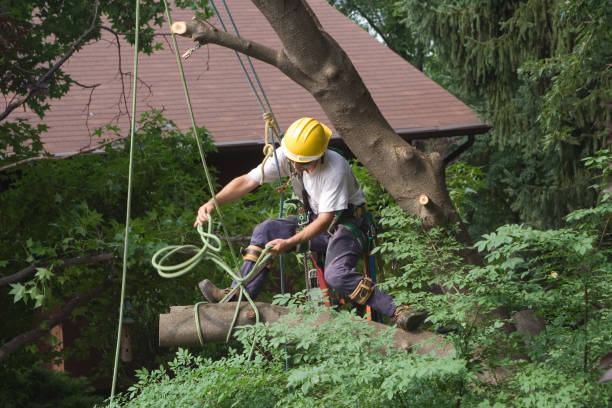 Best Tree Health Inspection  in Adams, WI