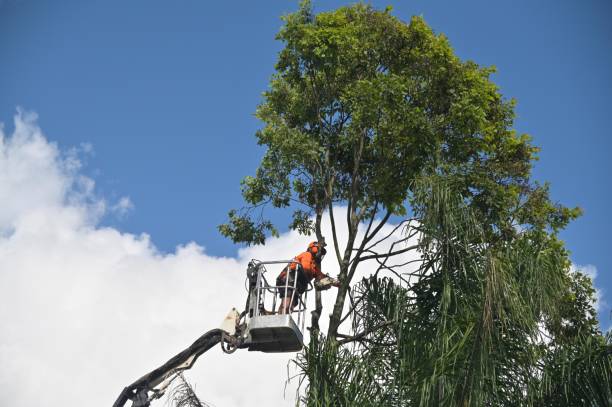 How Our Tree Care Process Works  in  Adams, WI