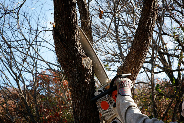 Best Arborist Consultation Services  in Adams, WI