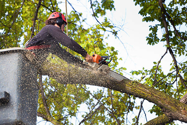 Best Tree Mulching  in Adams, WI