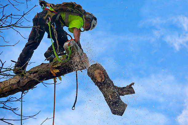 Best Leaf Removal  in Adams, WI